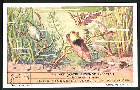 Sammelbild Liebig, In het Water levende Insecten 5. Notonecta glaucus, Insekten