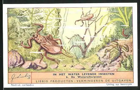 Sammelbild Liebig, In het Water levende Insecten, 6. De Waterschorpioen