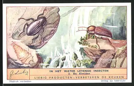 Sammelbild Liebig, In het Water levende Insecten, 3. De Elmiden