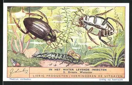 Sammelbild Liebig, In het Water levende Insecten, 2. Groote Watertor