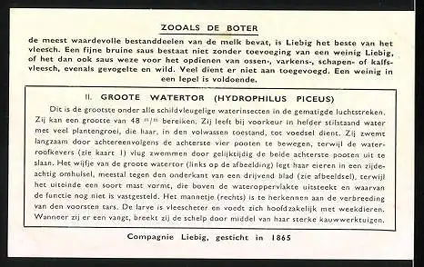 Sammelbild Liebig, In het Water levende Insecten, 2. Groote Watertor