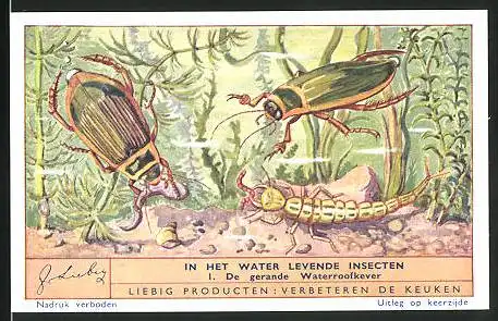 Sammelbild Liebig, In het Water levende Insecten, 1. De gerande Waterroofkever