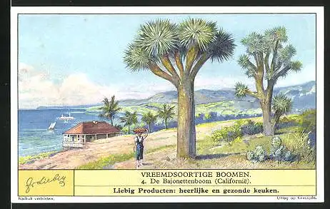 Sammelbild Liebig, Vreemdsoortige Boomen, 4. De Bajonettenboom (Californie), Bäume