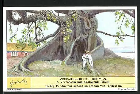 Sammelbild Liebig, Vreemdsoortige Boomen, 1. Vijgenboom met plaatwortels (Indie), Bäume