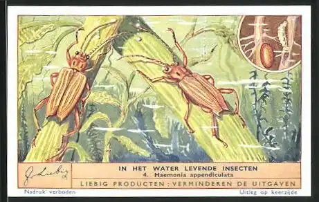 Sammelbild Liebig, In het Water levende Insecten, 4. Haemonia appendiculata