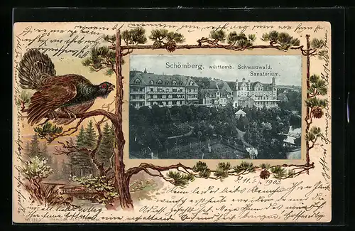 Passepartout-Lithographie Schömberg /Württ., Sanatorium mit Anlagen aus der Vogelschau, Auerhahn auf einem Baum