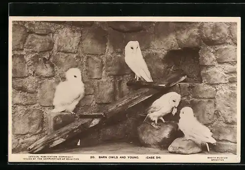 AK Zwei Schleiereulen mit Jungen in einem alten Gemäuer