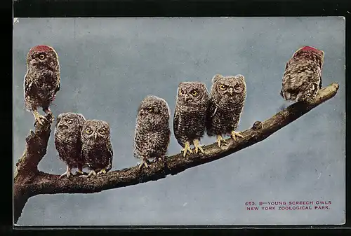 AK New York, Zoological Park, Young Screech Owls, Eulen