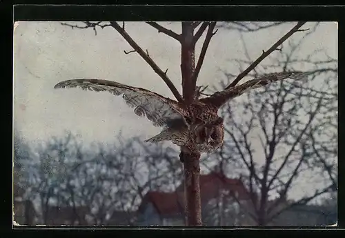 AK Ohreule, Nachtvogel mit ausgebreiteten Flügeln