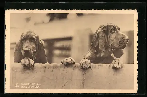 AK Bloodhounds, Zwei Bluthunde blicken über einen Zaun