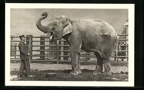AK Wien-Schönbrunn, Indischer Elefant