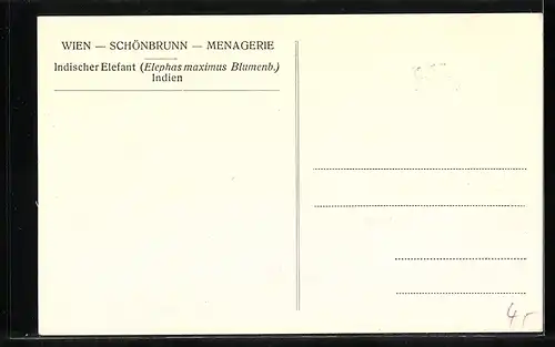 AK Wien-Schönbrunn, Indischer Elefant