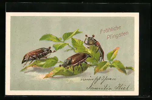Präge-AK Drei Maikäfer laben sich an Blättern, Pfingstgruss
