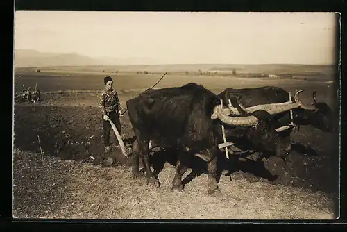 Foto-AK Knabe bei der Feldarbeit mit Ochsen-Gespann