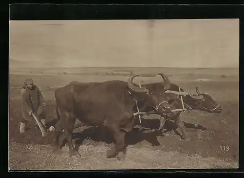 Foto-AK Bauer beim Pflügen mit Ochsen-Gespann