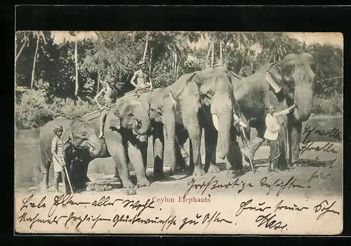 AK Ceylon, Elefanten mit Führern an einem Fluss