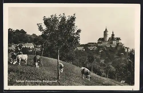AK Forchtenstein, Kuhherde vor dem Schloss