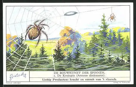 Sammelbild Liebig, Fleisch-Extract, De Bouwkunst der Spinnen, de Kruisspin, Araneus diadematus