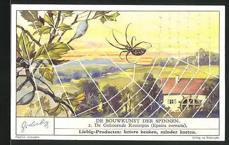 Sammelbild Liebig, Fleisch-Extract, De Bouwkunst der Spinnen, de Gehoornde Kruisspin, Epeira cornuta