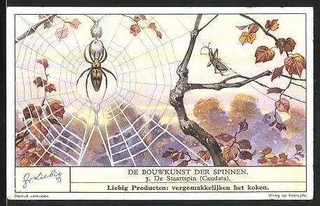Sammelbild Liebig, Fleisch-Extract, De Bouwkunst der Spinnen, de Staartsoin, Caudata