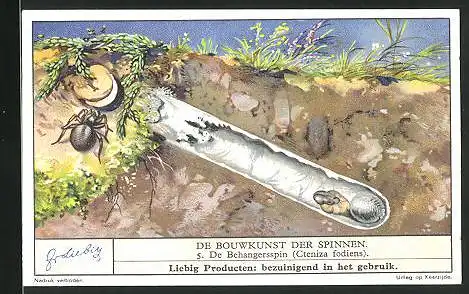 Sammelbild Liebig, Fleisch-Extract, De Bouwkunst der Spinnen, de Behangersspin, Cteniza fodiens