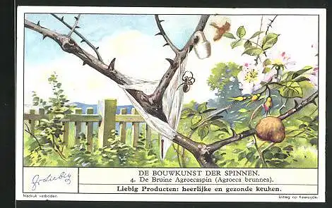 Sammelbild Liebig, Fleisch-Extract, De Bouwkunst der Spinnen, de bruine Agroecaspin, Agroeca brunnea