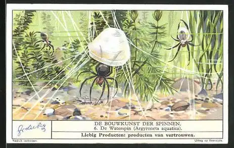 Sammelbild Liebig, Fleisch-Extract, De Bouwkunst der Spinnen, de watersoin, Argyroneta aquatica