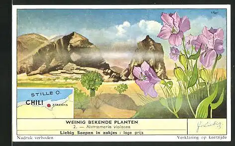 Sammelbild Liebig, Atacama, Weinig bekende planten, Alstroemeria Violacea, Landkarte mit Stillem O.