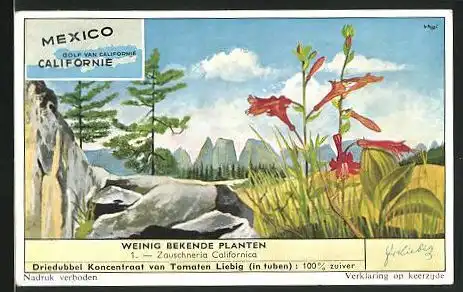 Sammelbild Liebig, Californie, Weinig bekende planten, Zauschneria Calivornica, Landkarte mit Mexico & Golf