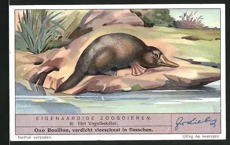 Sammelbild Liebig, Eigenaardige Zoogdieren, Het Vogelbekdier