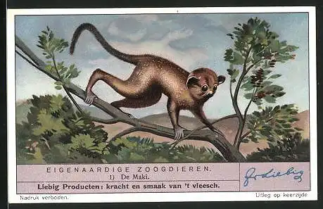 Sammelbild Liebig, Eigenaardige Zoogdieren, De Maki