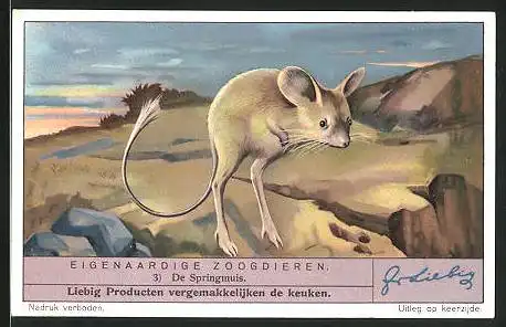Sammelbild Liebig, Eigenaardige Zoogdieren, De Springmuis