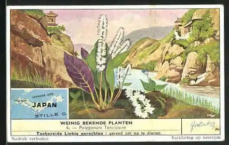 Sammelbild Liebig, Kioesjioe, Weinig bekende planten, Polygonum Tenuicaule, Landkarte mit Janpanse Zee & Stille O.