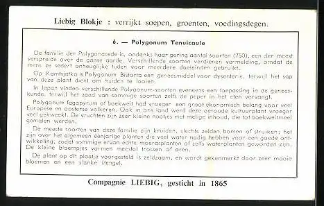 Sammelbild Liebig, Kioesjioe, Weinig bekende planten, Polygonum Tenuicaule, Landkarte mit Janpanse Zee & Stille O.