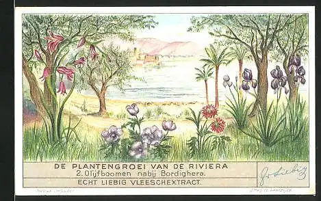 Sammelbild Liebig, Bordighera, De Plantengroei van de Riviera, Olijfboomen