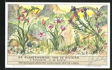 Sammelbild Liebig, De Plantengroei van de Riviera, Rotsvallei in de Estérel