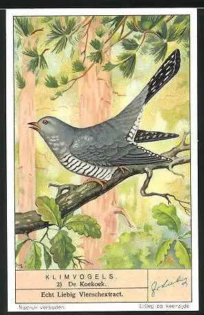 Sammelbild Liebig, Klimvogels, De Koekoek