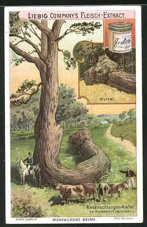 Sammelbild Liebig, Fleisch-Extract, Merkwürdige Bäume, Riesenschlangen-Kiefer bei Bendestorf