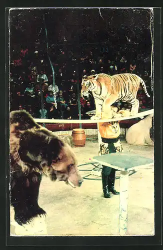 AK Dompteur arbeitet in der Manege mit Tiger und Braunbär, Zirkus