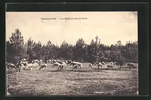 AK Casteljaloux, Les Moutons dans la lande