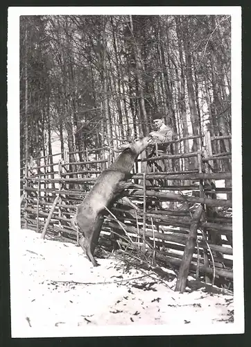 Fotografie Ansicht Ballenstedt, hungriger Hirsch frisst im Winter aus der Hand 1940