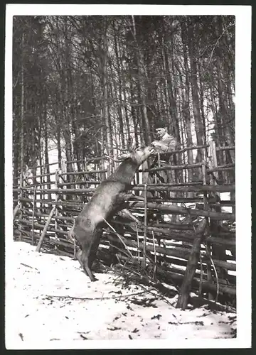 Fotografie Ansicht Ballenstedt, Bursche lockt hungrigen Hirsch mit Futter 1940