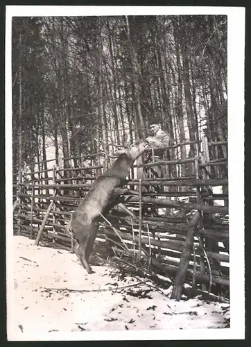Fotografie Ansicht Ballenstedt, hungriger Hirsch lässt sich im Winter mit Futter locken 1940