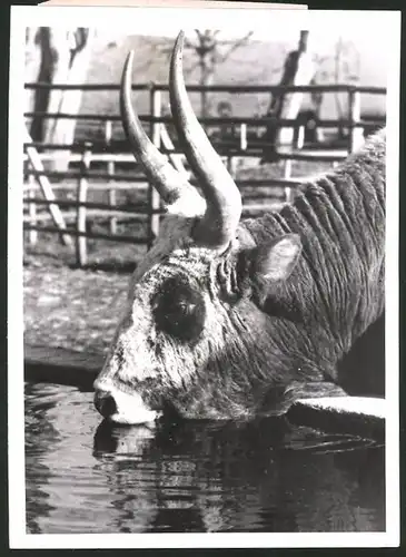Fotografie Rindvieh der italienischen Versuchsanstalt für Tierzucht 1944