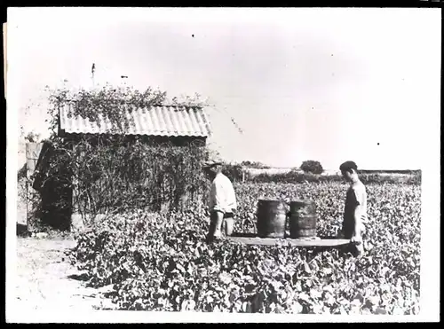 Fotografie Winzer bei der Weinlese auf einer Insel 1943