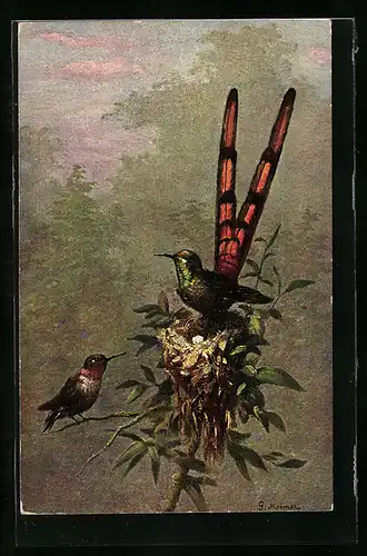AK Exotische Vögel auf dem Nest im Urwald