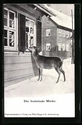AK St. Andreasberg / Harz, Die bettelnde Mieke, Reh blickt in ein Fenster