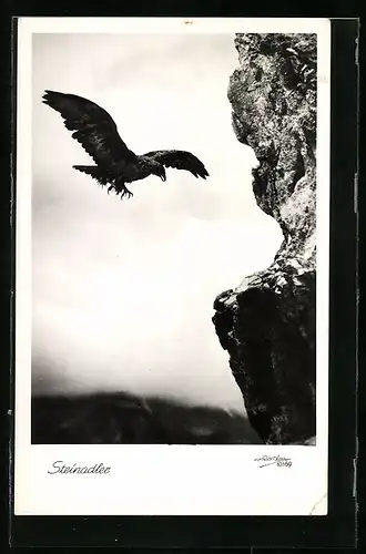 AK Steinadler beim Anflug auf seinen Horst
