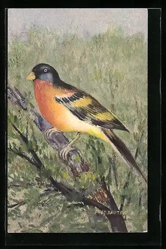 Künstler-AK Vogel mit schwarz-gelb-orangefarbenem Gefieder