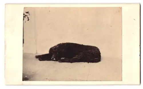 Fotografie G. P. Manley, Westerham / Kent, grosser schwarzen Hund liegend im Atelier